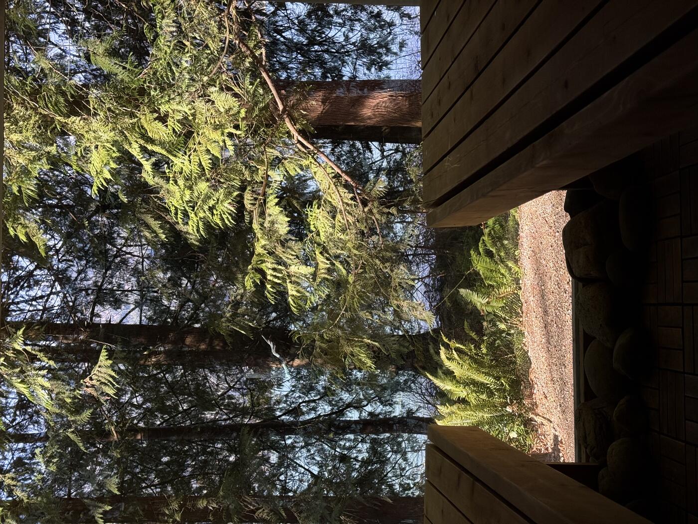 Forest by the lake