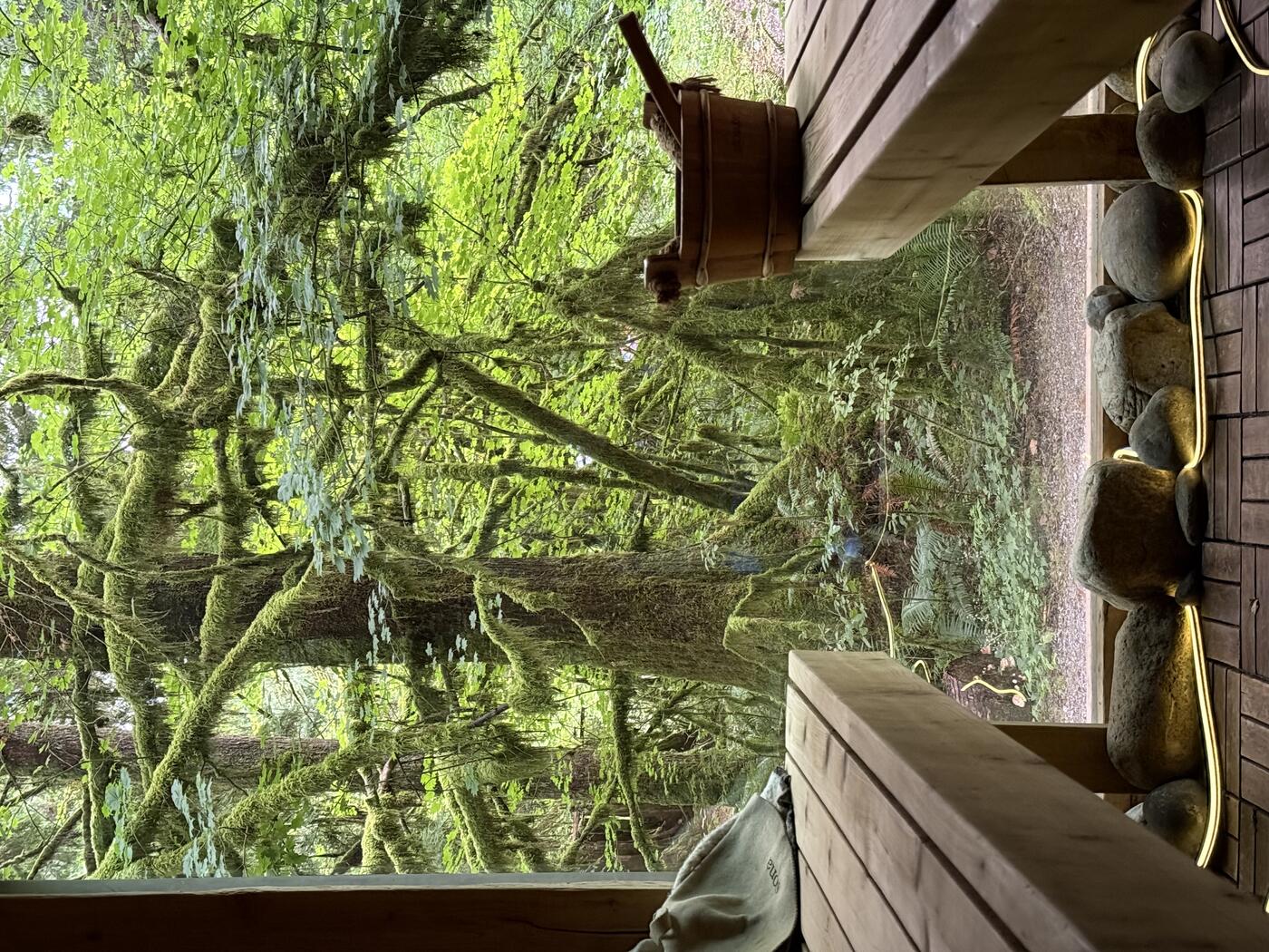 Moss & ancient forest